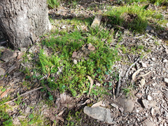 Stellaria pungens