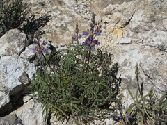 Lupinus misticola