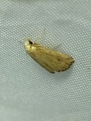 Cerynea punctilinealis