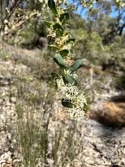 Hakea prostrata