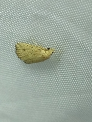 Cerynea punctilinealis