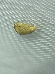 Cerynea punctilinealis