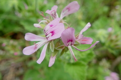 Pelargonium vitifolium