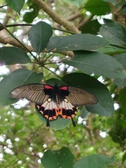 Papilio memnon heronus