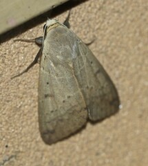 Ophiusa disjungens