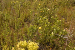 Leucospermum cuneiforme