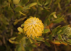 Leucospermum cuneiforme