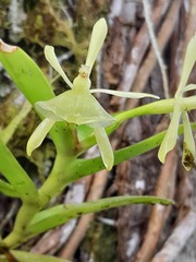 Epidendroideae