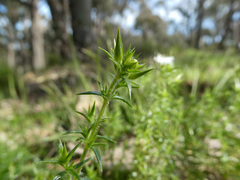 Stellaria pungens