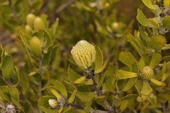 Leucospermum cuneiforme