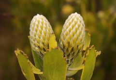 Leucospermum cuneiforme