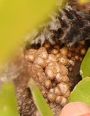 Leucospermum cuneiforme