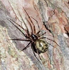 Lepthyphantes