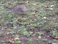 Streptopelia orientalis orientalis