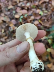 Amanita pantherina