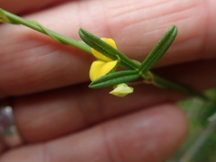 Rhynchosia leucoscias