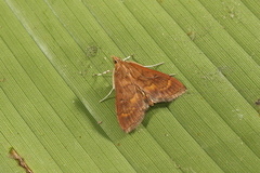 Psara hesperialis