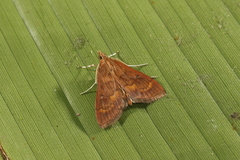 Psara hesperialis