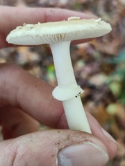 Amanita pantherina