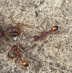Myrmecia nigriscapa