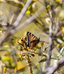 Aglais caschmirensis
