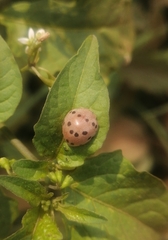 Solanophila paykullii