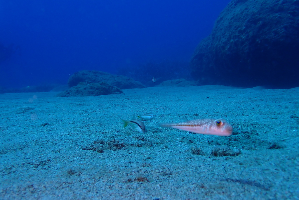 Yellowspotted Puffer