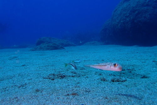 Yellowspotted Puffer
