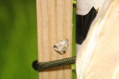 Maliattha synochitis