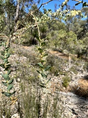 Hakea prostrata