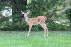 Odocoileus virginianus virginianus
