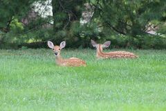 Odocoileus virginianus virginianus