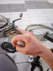 Zonotrichia albicollis