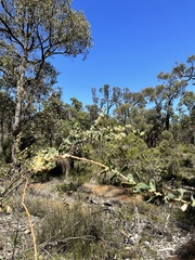 Hakea prostrata