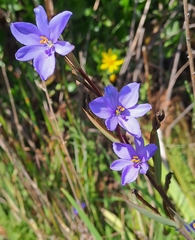 Aristea ecklonii