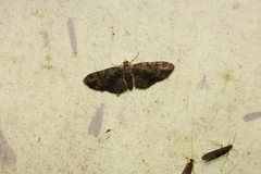 Pasiphila rectangulata