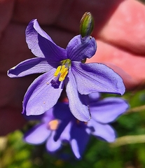Aristea ecklonii