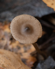 Tephrocybe