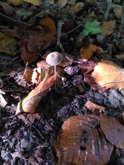 Fungi