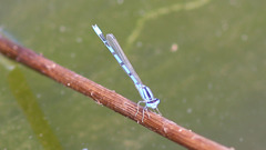 Enallagma praevarum