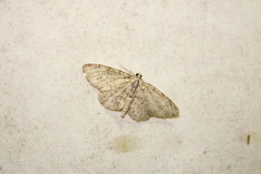 Aethalura intertexta