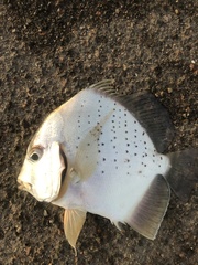 Drepane punctata