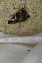 Astrapometis saburalis