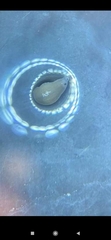 Glossiphoniidae