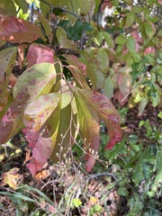 Oxydendrum
