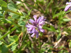 Polygala comosa