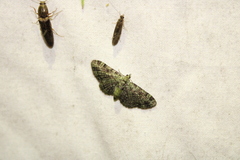 Pasiphila rectangulata