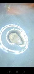 Glossiphoniidae