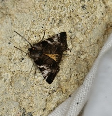 Astrapometis saburalis