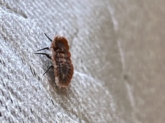 Drosicha